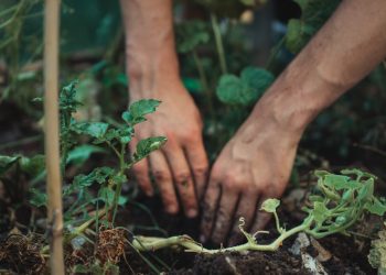 Cum să îți construiești propria grădină de legume în curte