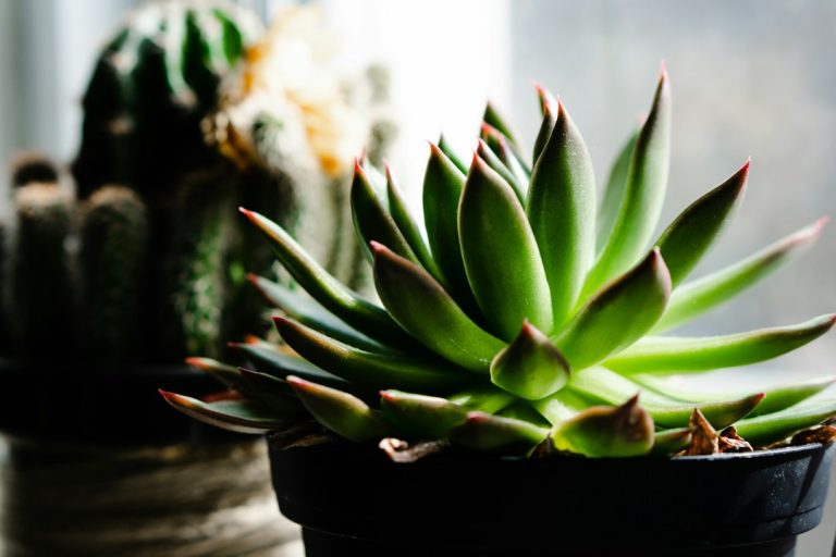 Top 10 plante de interior ușor de întreținut pentru începători