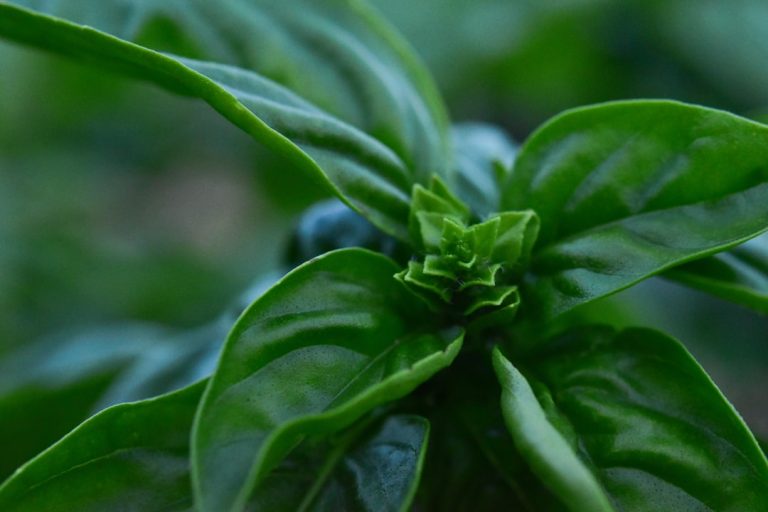 Idei pentru prepararea alimentelor și băuturilor cu adăugarea plantelor medicinale