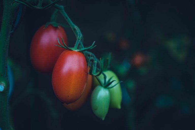Ghidul complet pentru o dietă vegetariană sau vegană sănătoasă și echilibrată