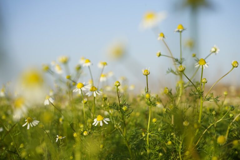 Cum să îți echilibrezi hormonii cu ajutorul plantelor și alimentației